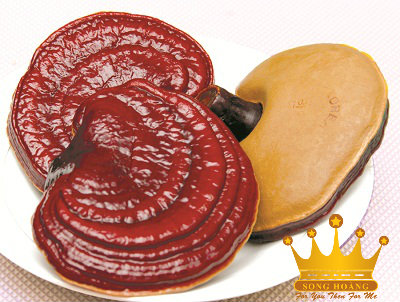 Chức Năng Của Nấm Linh Chi Trên Sức Khoẻ Con Người