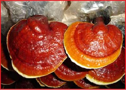 CỘNG DỤNG CỦA NẤM LINH CHI SONG HOÀNG 